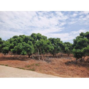 ขายที่ดินสวนลำไยพร้อมสิ่งปลูกสร้าง 37 ไร่ 61 ตรว. ต.ทับช้าง อ.สอยดาว จ.จันทบุรี