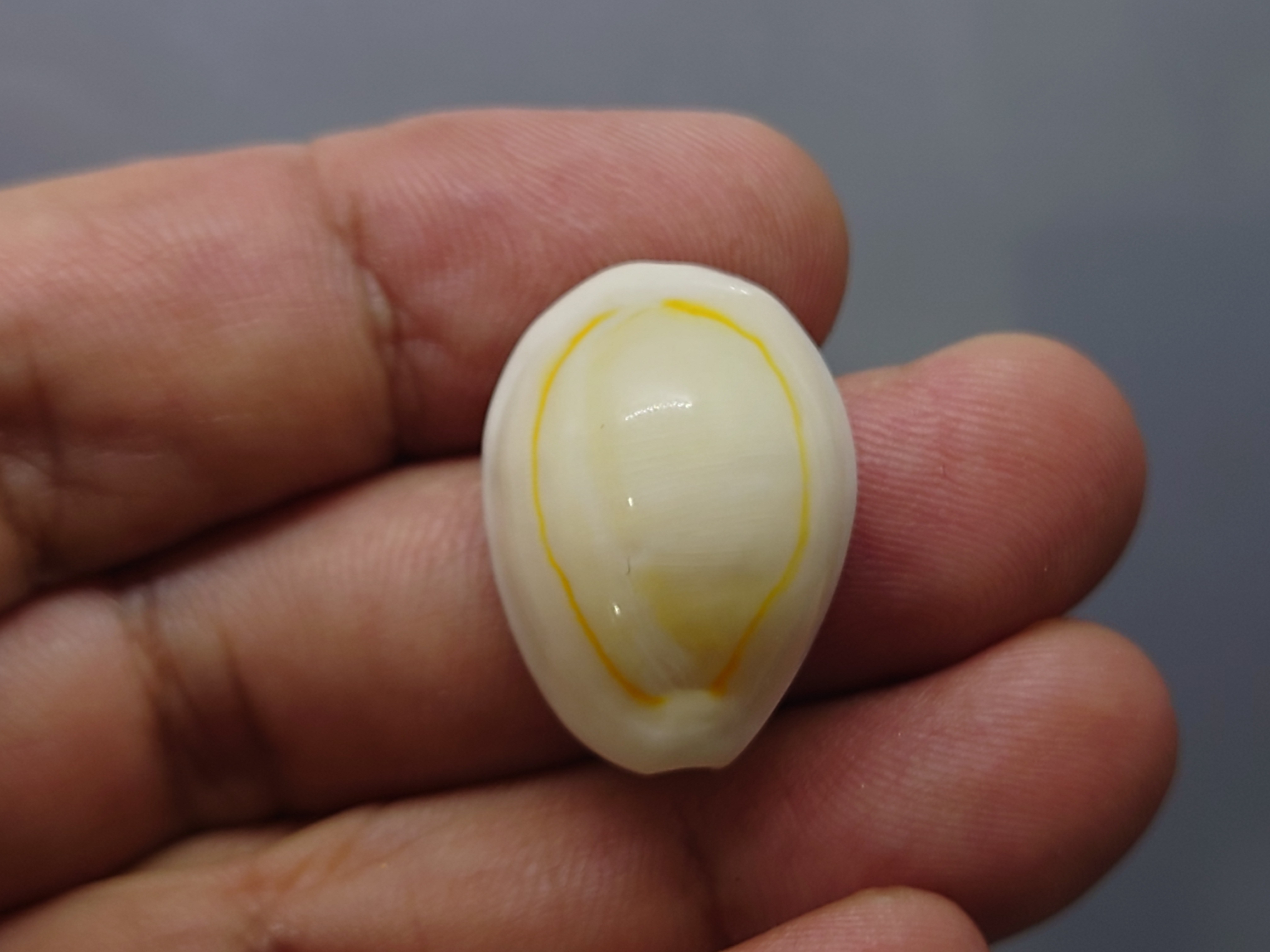 เบี้ยจั่น โบราณ หอยเบี้ยจักจั่น หรือ เบี้ยจั่น