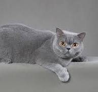 บริติชช็อตแฮร์ (British Shorthair)