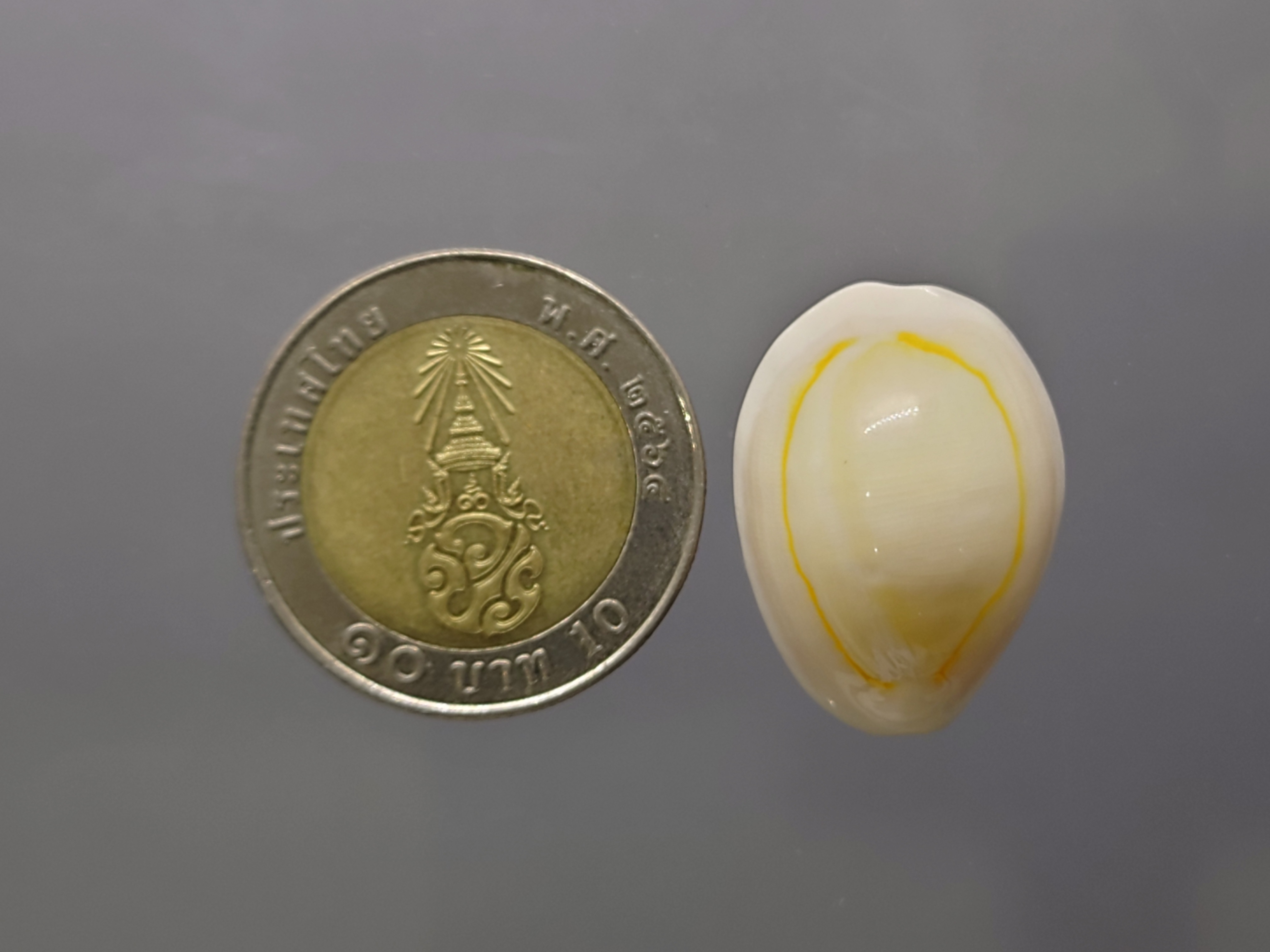 เบี้ยจั่น โบราณ หอยเบี้ยจักจั่น หรือ เบี้ยจั่น