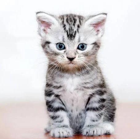 อเมริกันช็อตแฮร์ (American Shorthair)