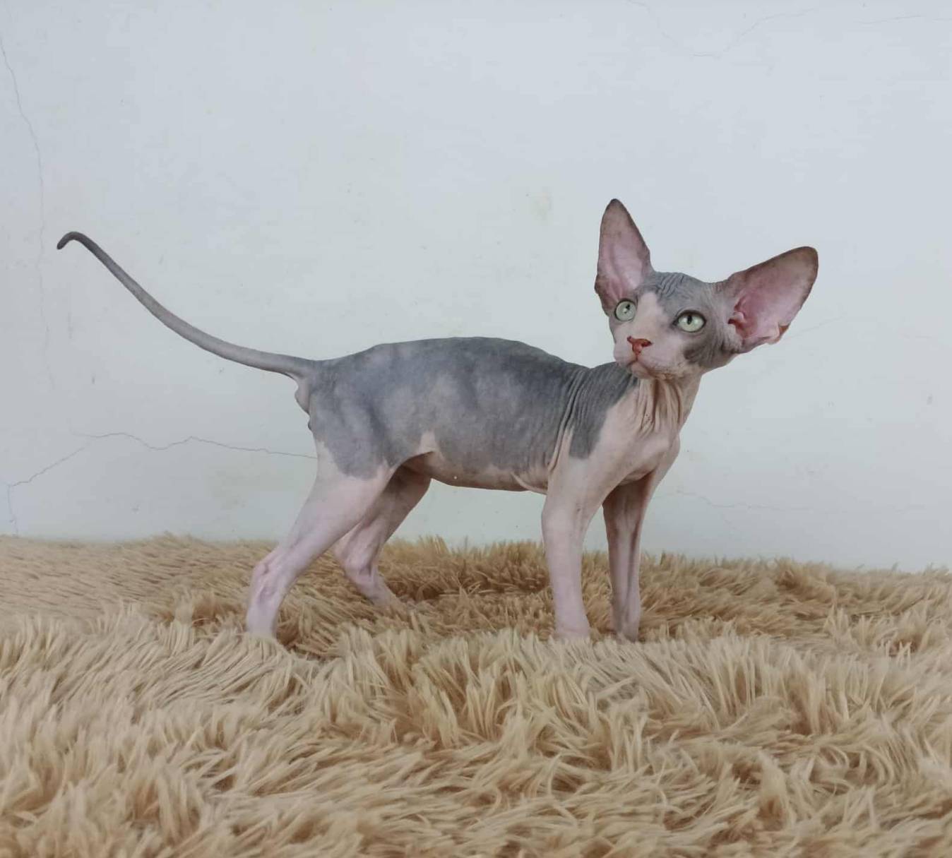 36.แมวสฟิงซ์/เพศผู้ Sphynx Cat/Male