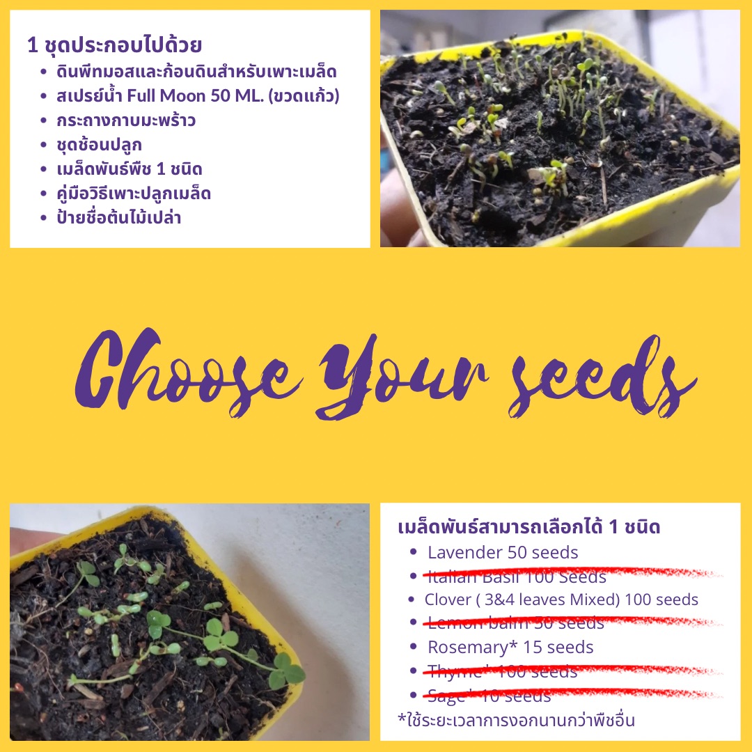 🪴Plant the seeds 🌱D.I.Y. Set A🌳 ชุดเพาะปลูกเมล็ดพืชสมุนไพร ดอกไม้ พร้อมสเปรย์แก้วน้ำฝนอาบแสงจันทร์🌕🌧