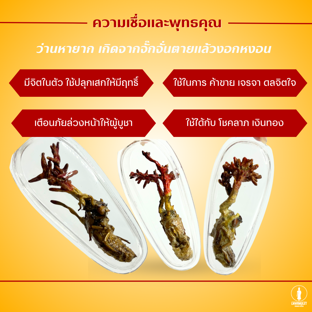 เครื่องราง ว่านจั๊กจั่น เสริมโชคลาภ และค้าขาย มีสองขนาด