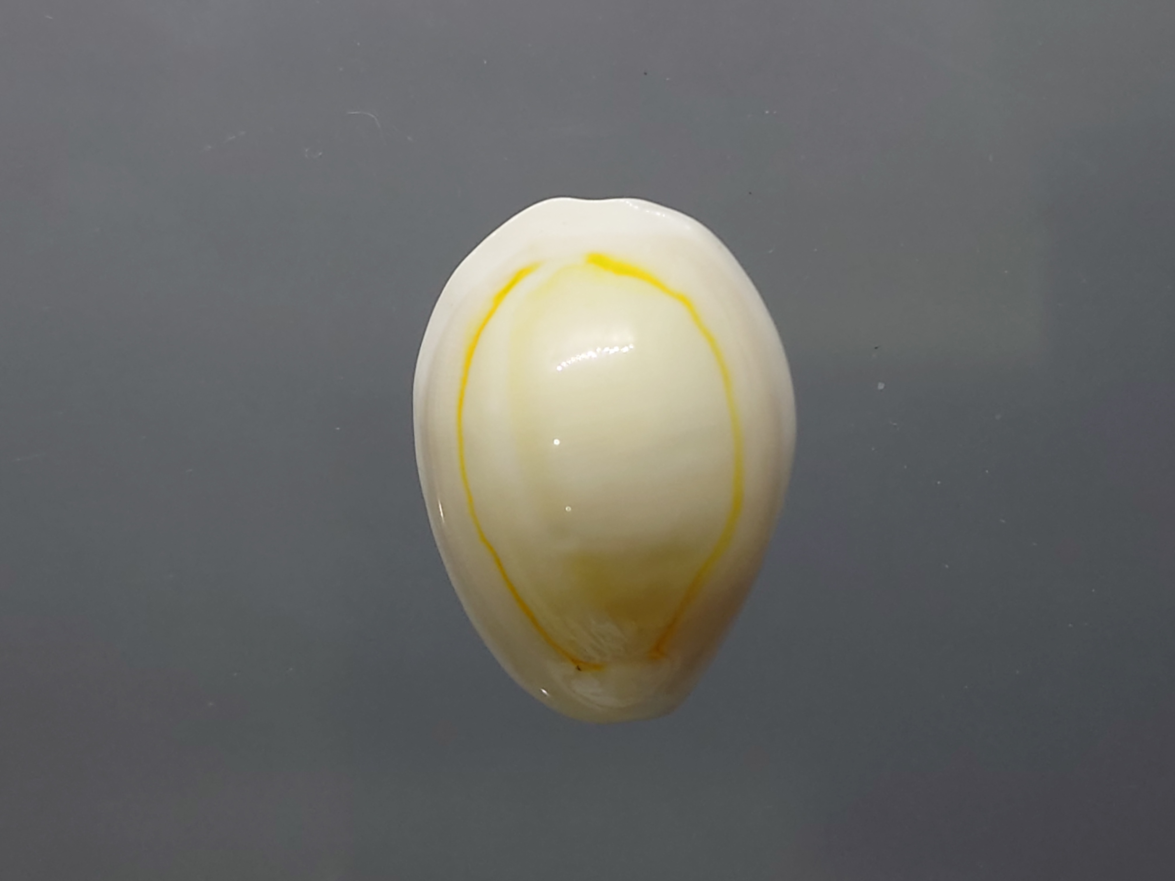 เบี้ยจั่น โบราณ หอยเบี้ยจักจั่น หรือ เบี้ยจั่น