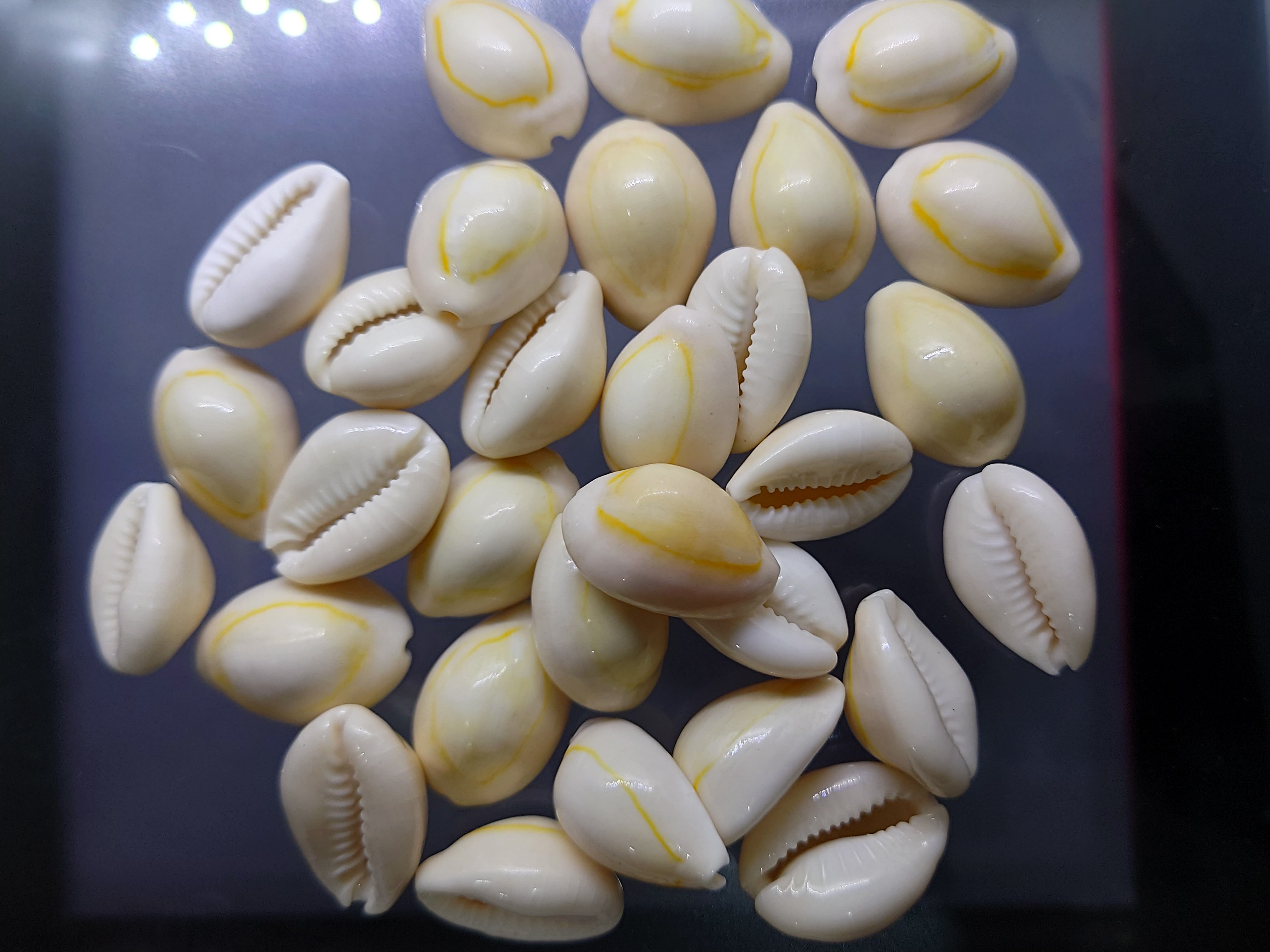 เบี้ยจั่น โบราณ หอยเบี้ยจักจั่น หรือ เบี้ยจั่น