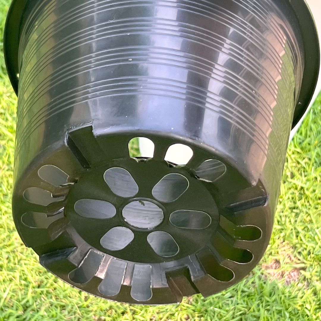 กระถางทรงสูง ขนาด 9 นิ้ว รุ่นรานี