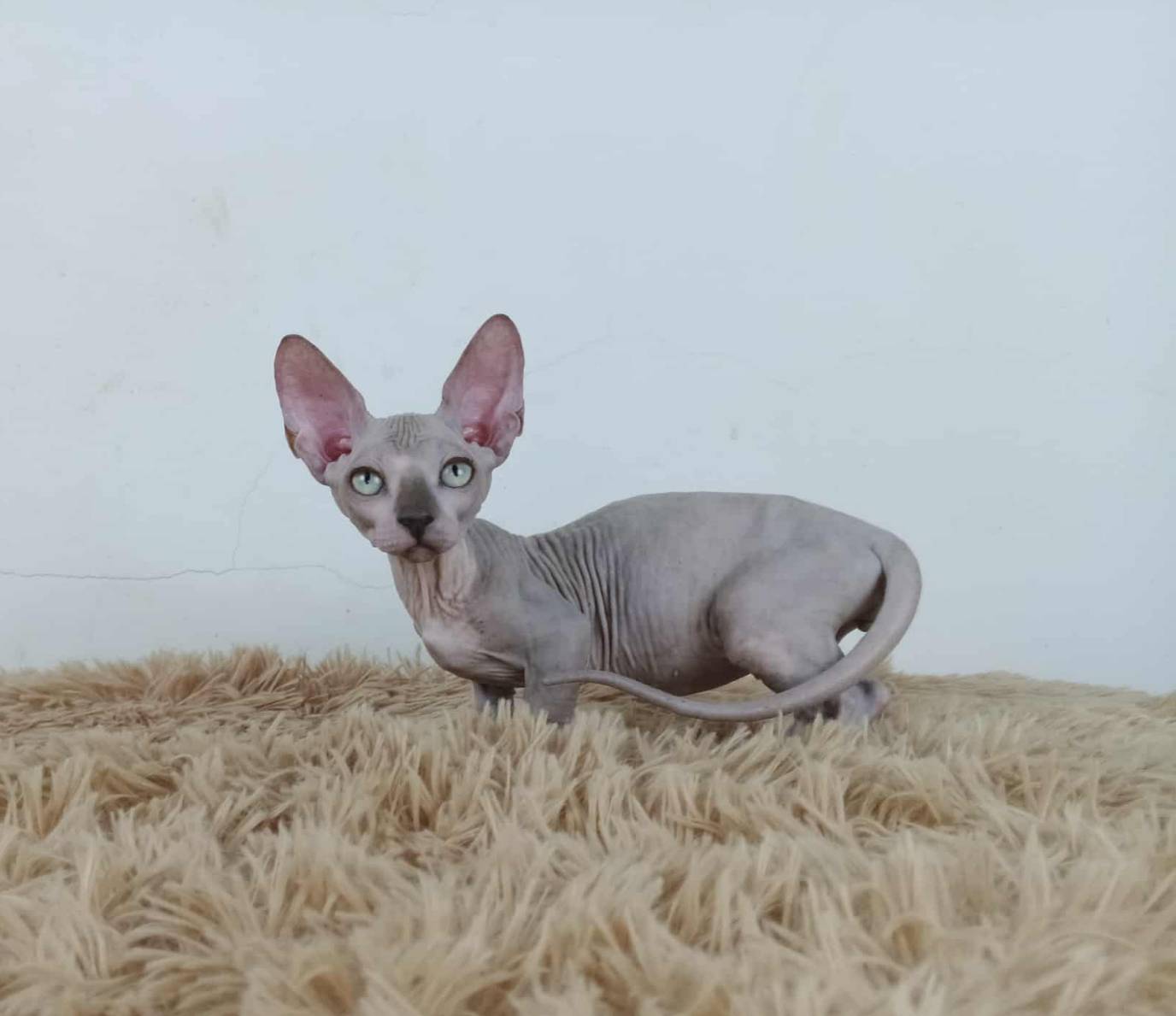 37.แมวแบมบิโน่/เพศผู้ Bambino Cat/Male
