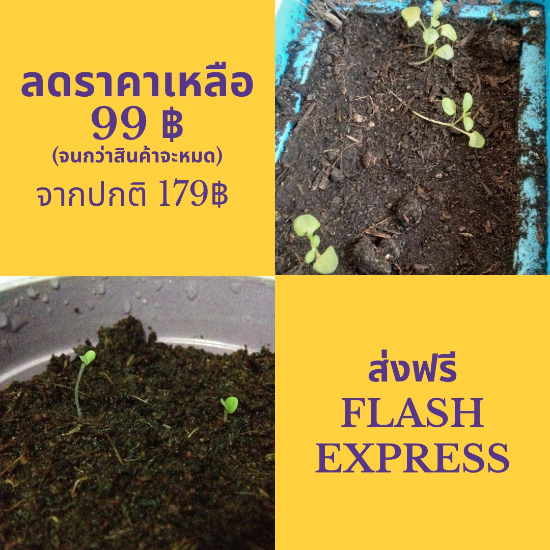 🪴Plant the seeds 🌱D.I.Y. Set B🌳 ชุดเพาะปลูกเมล็ดพืชสมุนไพร ดอกไม้