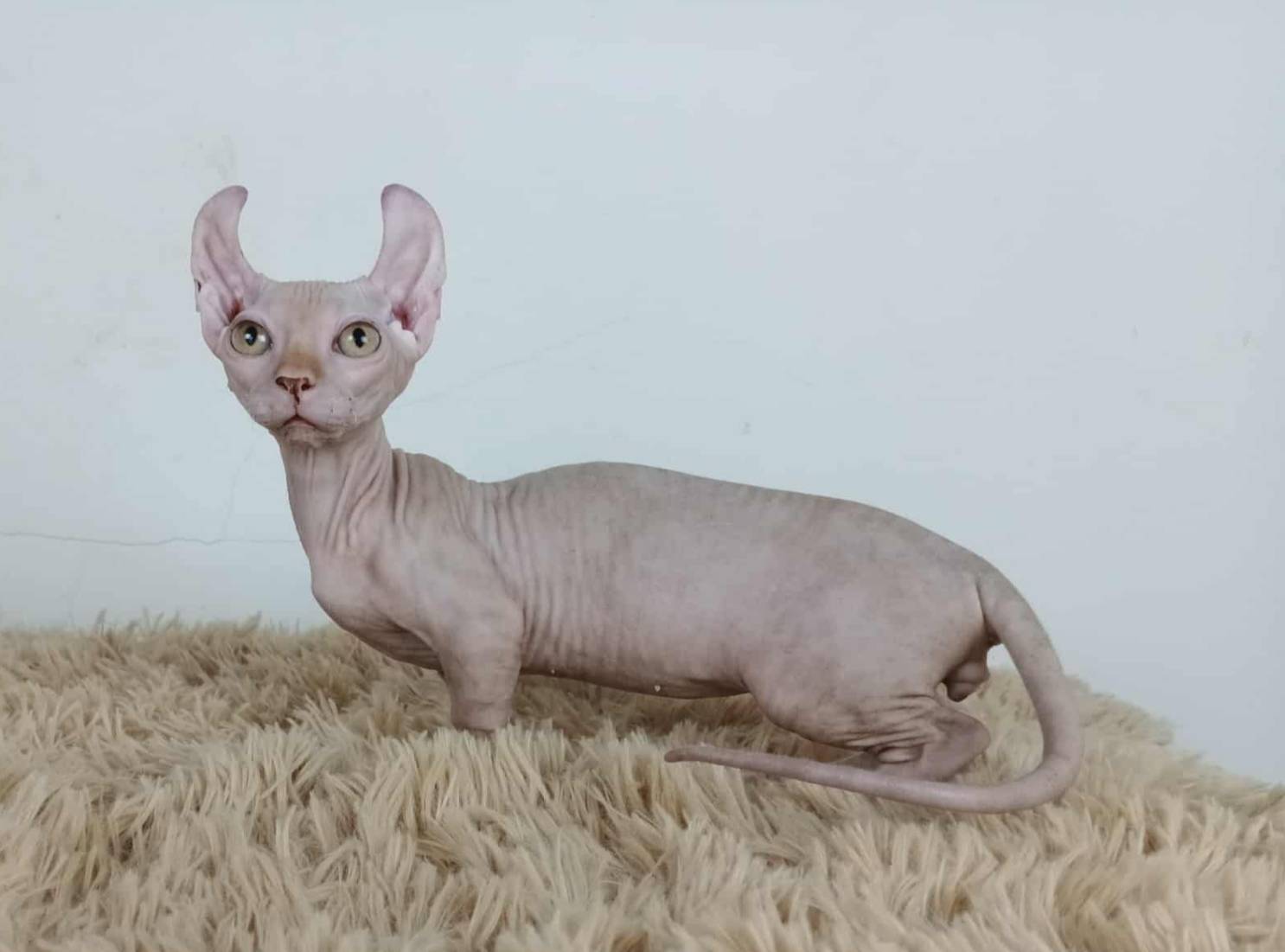 30.แมวดเวล/เพศผู้ Dwelf Cat/Male
