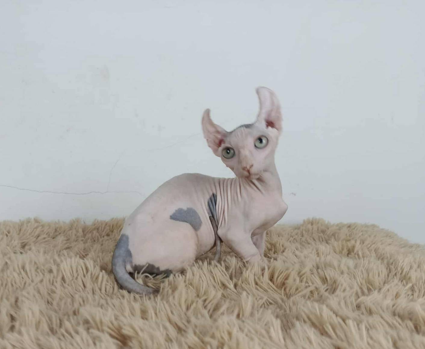 31.แมวดเวล/เพศผู้ Dwelf Cat/Male