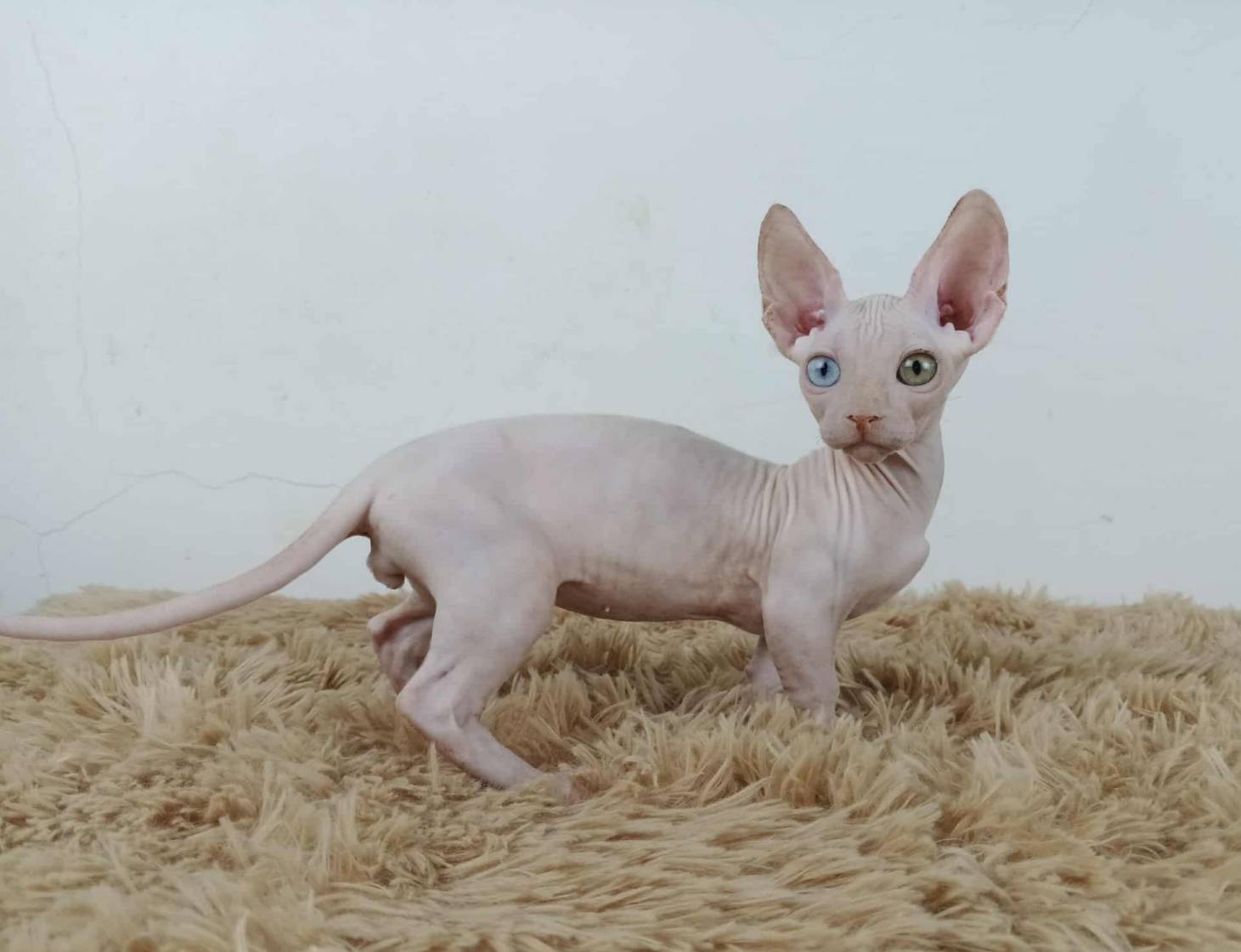 34.แมวแบมบิโน่/เพศผู้ Bambino Cat/Male ตาสองสี/Odd-eyed