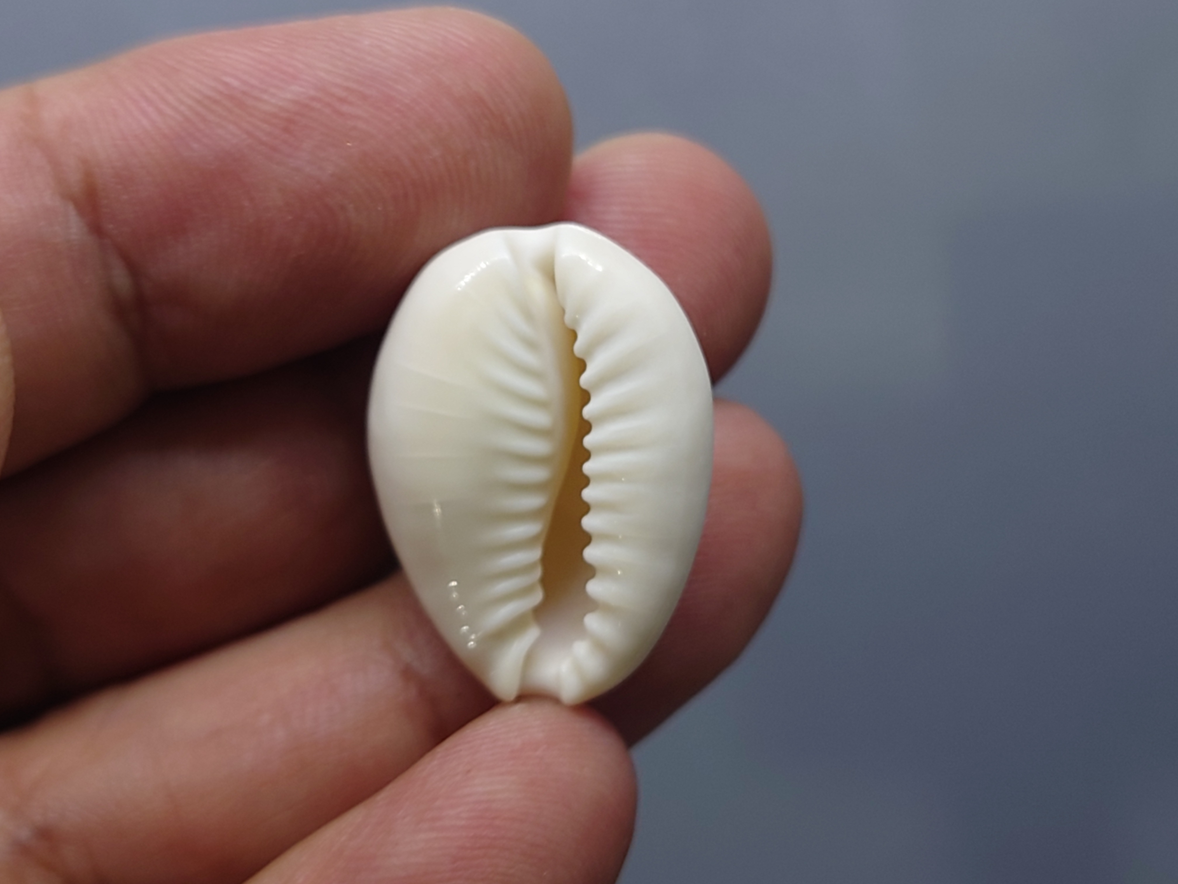 เบี้ยจั่น โบราณ หอยเบี้ยจักจั่น หรือ เบี้ยจั่น