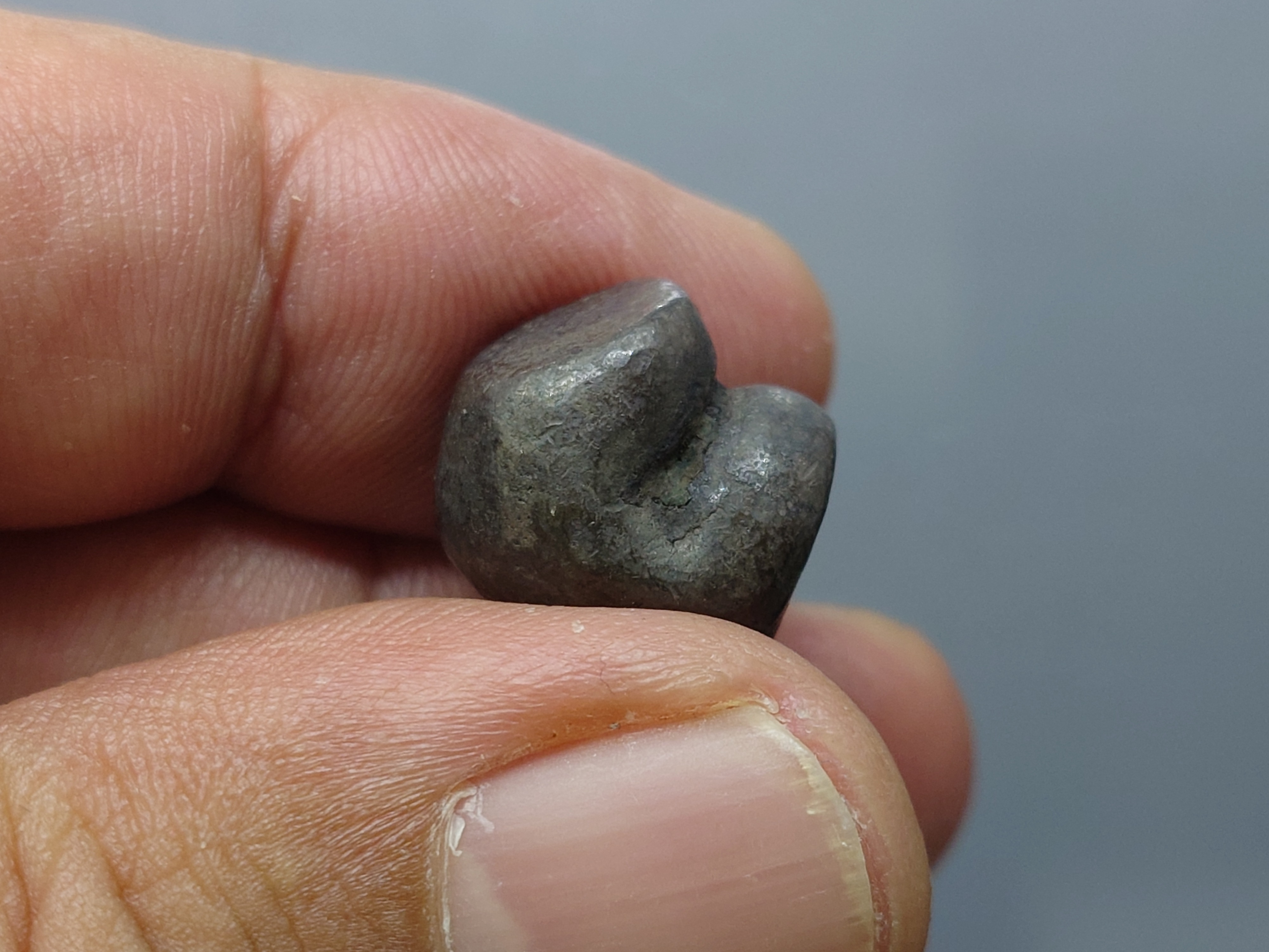 พดด้วง ขนาด 1 บาท ตราพุ่มข้าวบิณฑ์ สมัยอยุธยา สภาพสวย