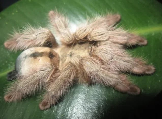 Panama Blonde Tarantula Panama Blonde Tarantula