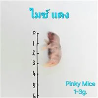 Mice 1.Pinky(1-3g) 10/Pack Mice 1.Pinky(1-3g) 10/Pack