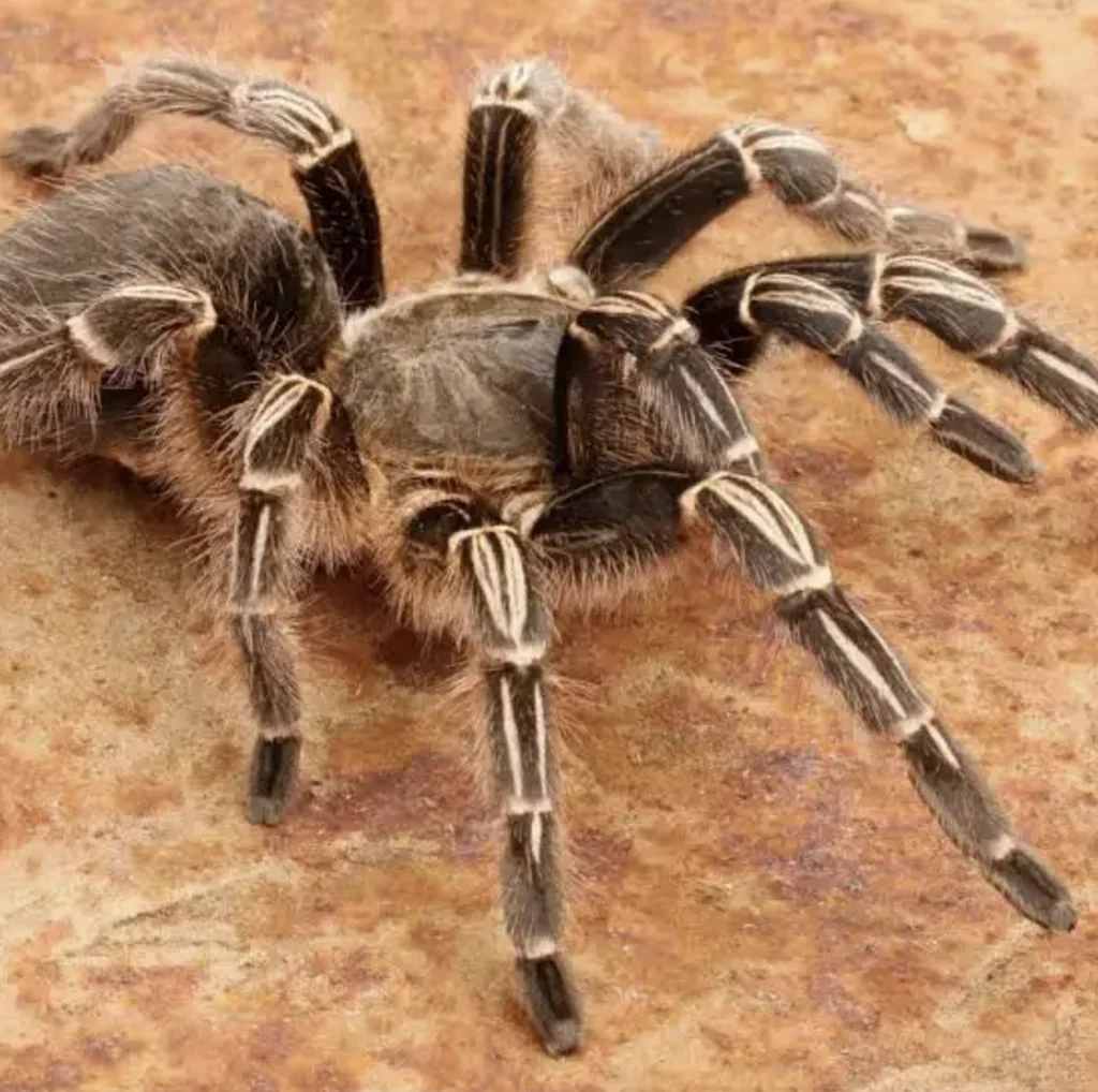 Striped-knee Tarantula (Costa Rican zebra) Striped-knee Tarantula (Costa Rican zebra)