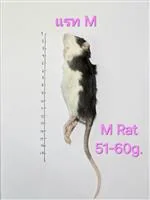 Rat 3.M(51-60g) 10/Pack Rat 3.M(51-60g) 10/Pack