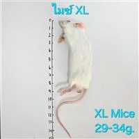 Mice 7.XL(29-34g) 10/Pack