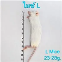 Mice 6.L(23-28g) 10/Pack Mice 6.L(23-28g) 10/Pack