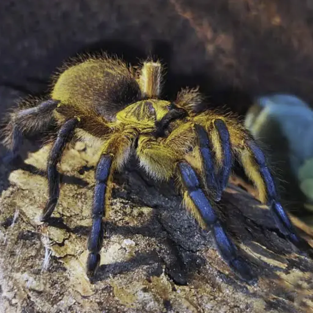 Golden Blue Leg Baboon (Harpactira pulchripes)