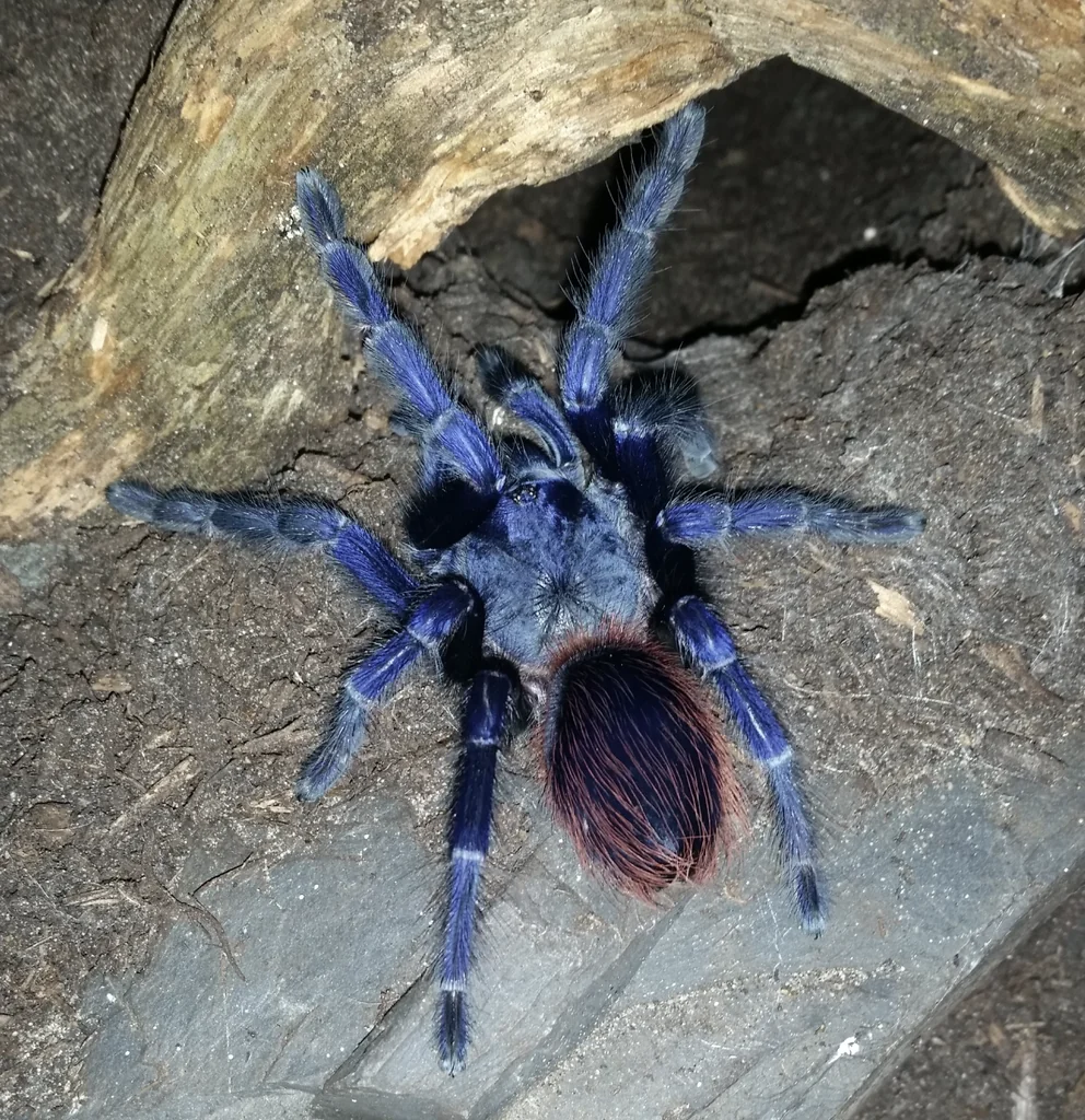 Brazilian Blue Tarantula (Lasiocyano Sazimai) Brazilian Blue Tarantula (Lasiocyano Sazimai)