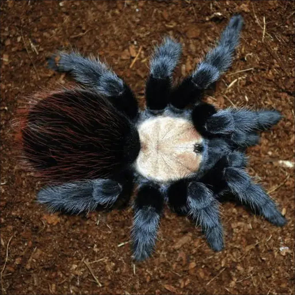 Golden Red Rump Tarantula Golden Red Rump Tarantula