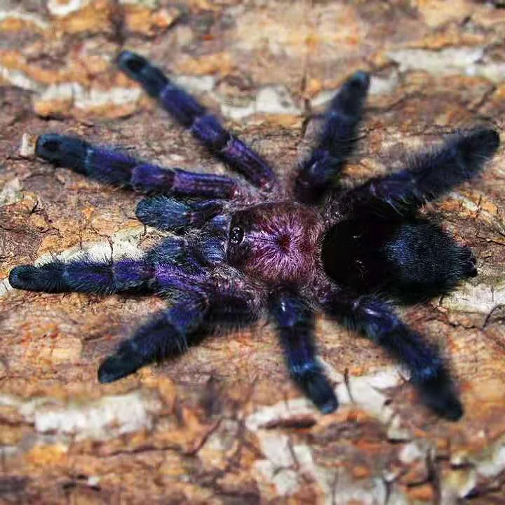 Avicularia sp. "Ecuador" Tarantula Avicularia sp. "Ecuador" Tarantula