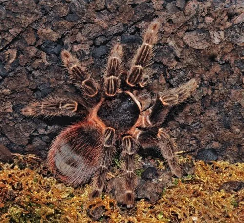 Lasiodora Klugi Tarantura Lasiodora Klugi Tarantura