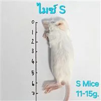 Mice 4.S(11-15g) 10/Pack Mice 4.S(11-15g) 10/Pack