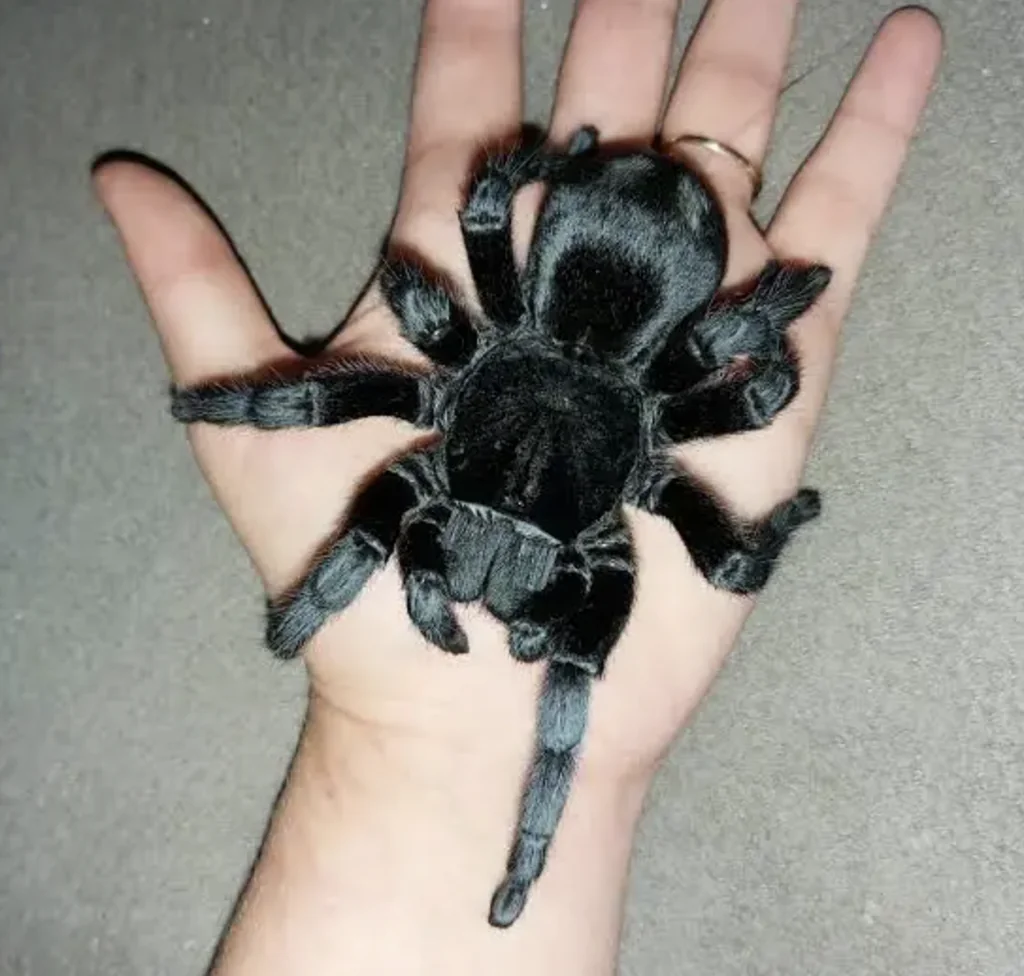Brazilian Black Tarantula (Grammostola Pulchra)