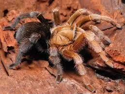 Diamondback Tarantula (Aphonopelma sp. Diamondback) Diamondback Tarantula (Aphonopelma sp. Diamondback)