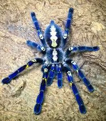 Poecilotheria Metallica Tarantula Poecilotheria Metallica Tarantula