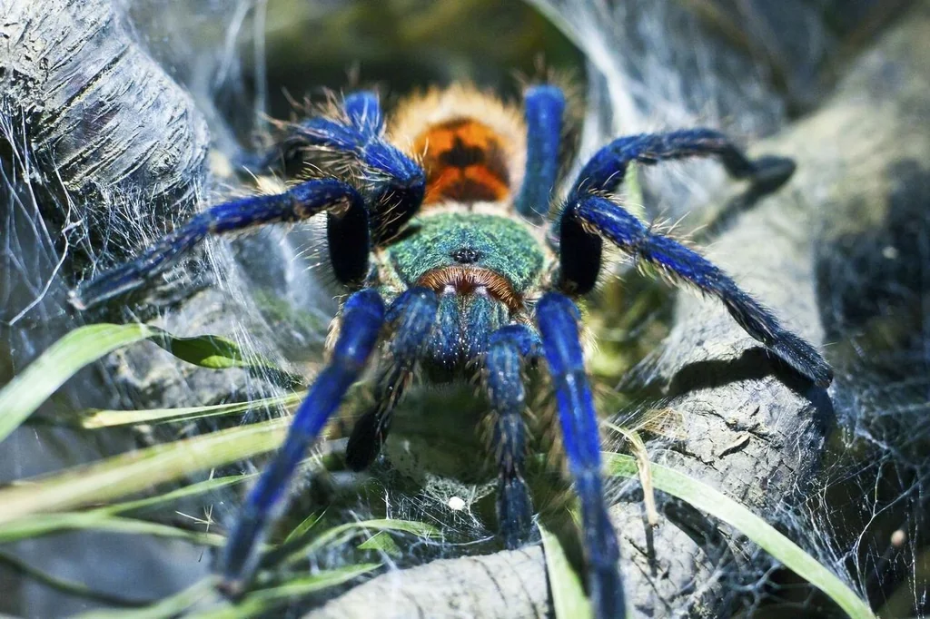 Greenbottle Blue Tarantula (GBB) Greenbottle Blue Tarantula (GBB)