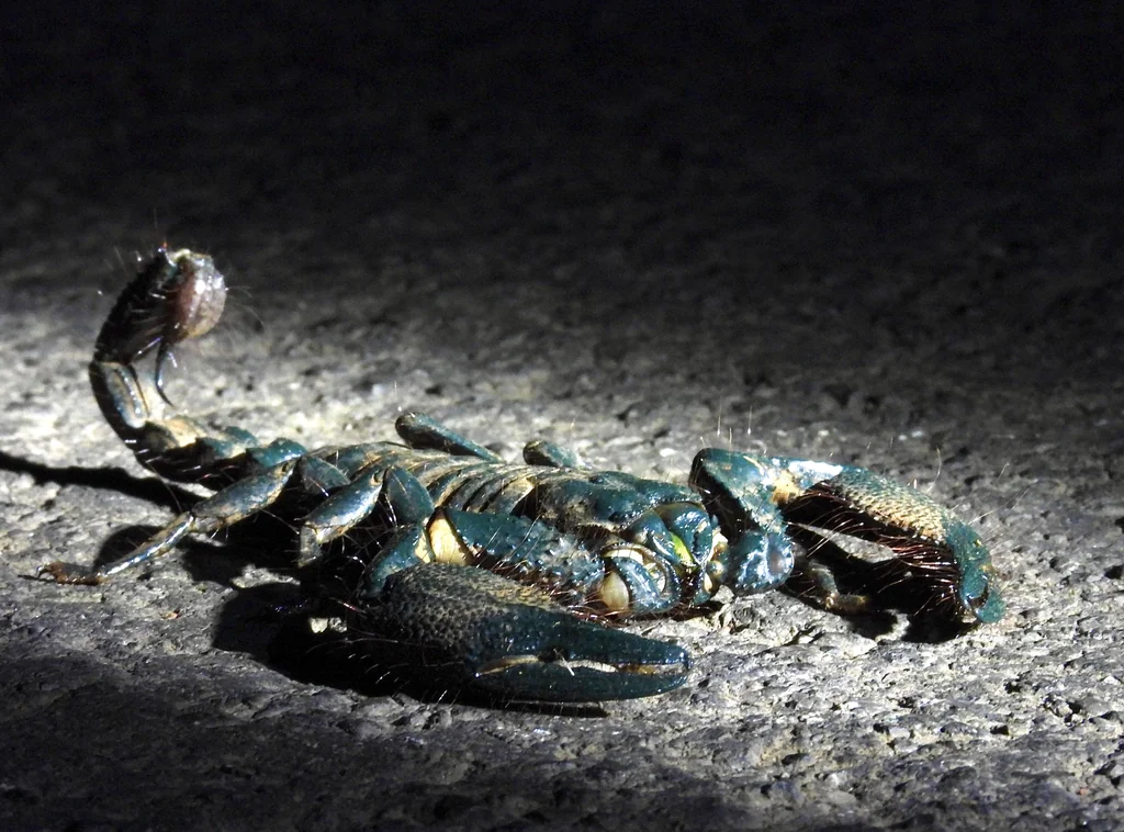Heterometrus Spinifer Scorpion (แมงป่องช้างใต้) Heterometrus Spinifer Scorpion (แมงป่องช้างใต้)