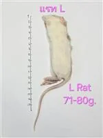 Rat 4.L(71-80g) 10/Pack Rat 4.L(71-80g) 10/Pack