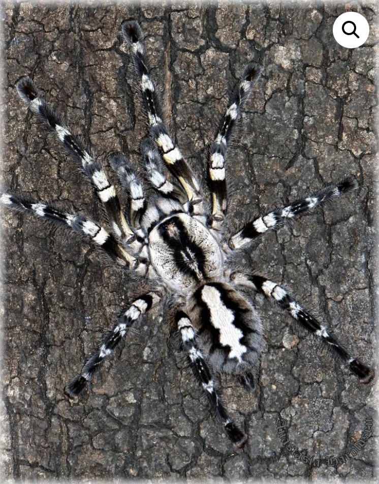 Poecilotheria Regalis Tarantula Poecilotheria Regalis Tarantula