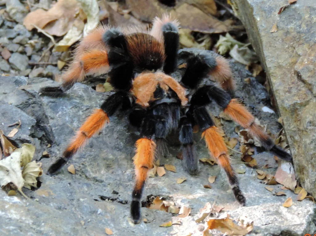 Brachypelma Emilia Tarantula Brachypelma Emilia Tarantula