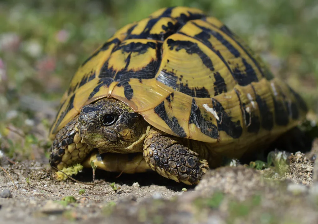 Hermann's Tortoise (Testudo Hermanni) Hermann's Tortoise (Testudo Hermanni)