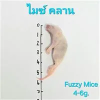 Mice 2.Fuzzy(4-6g) 10/Pack Mice 2.Fuzzy(4-6g) 10/Pack