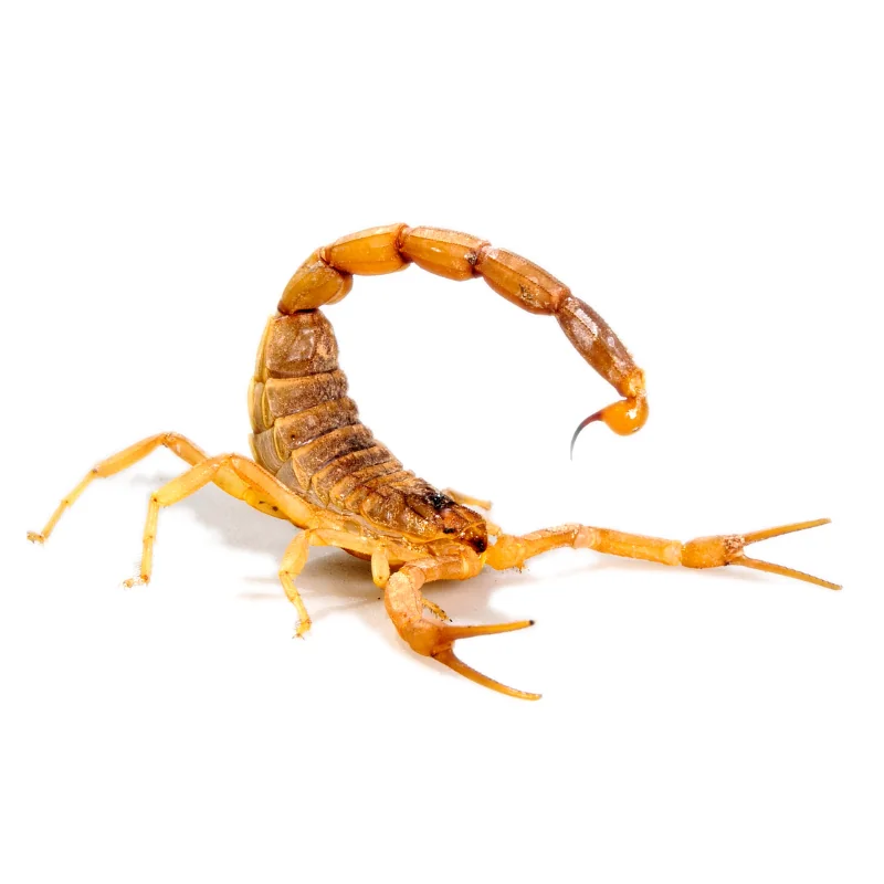 Leiurus Quinquestriatus Scorpion