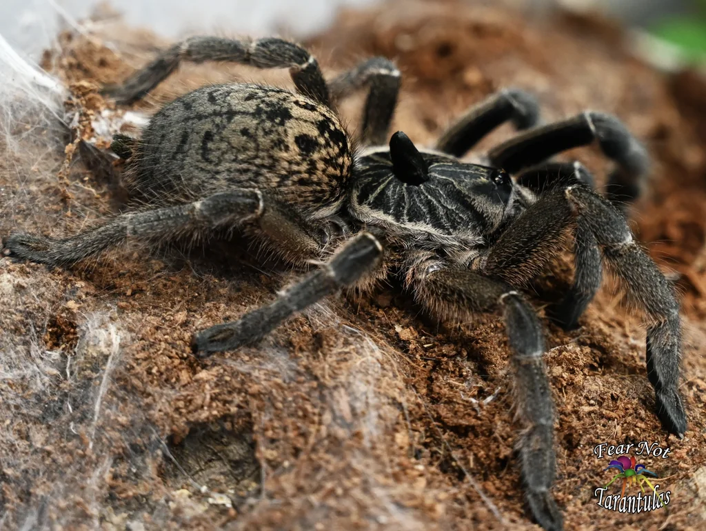 Ceratogyrus Marshalli Tarantula Ceratogyrus Marshalli Tarantula