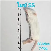 Mice 3.SS(7-10g) 10/Pack Mice 3.SS(7-10g) 10/Pack