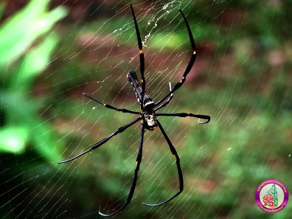 Golden Silk Orb-weavers Spider Golden Silk Orb-weavers Spider