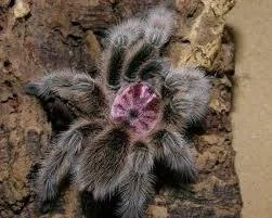 Grammostola Rosea PCF Tarantula Grammostola Rosea PCF Tarantula