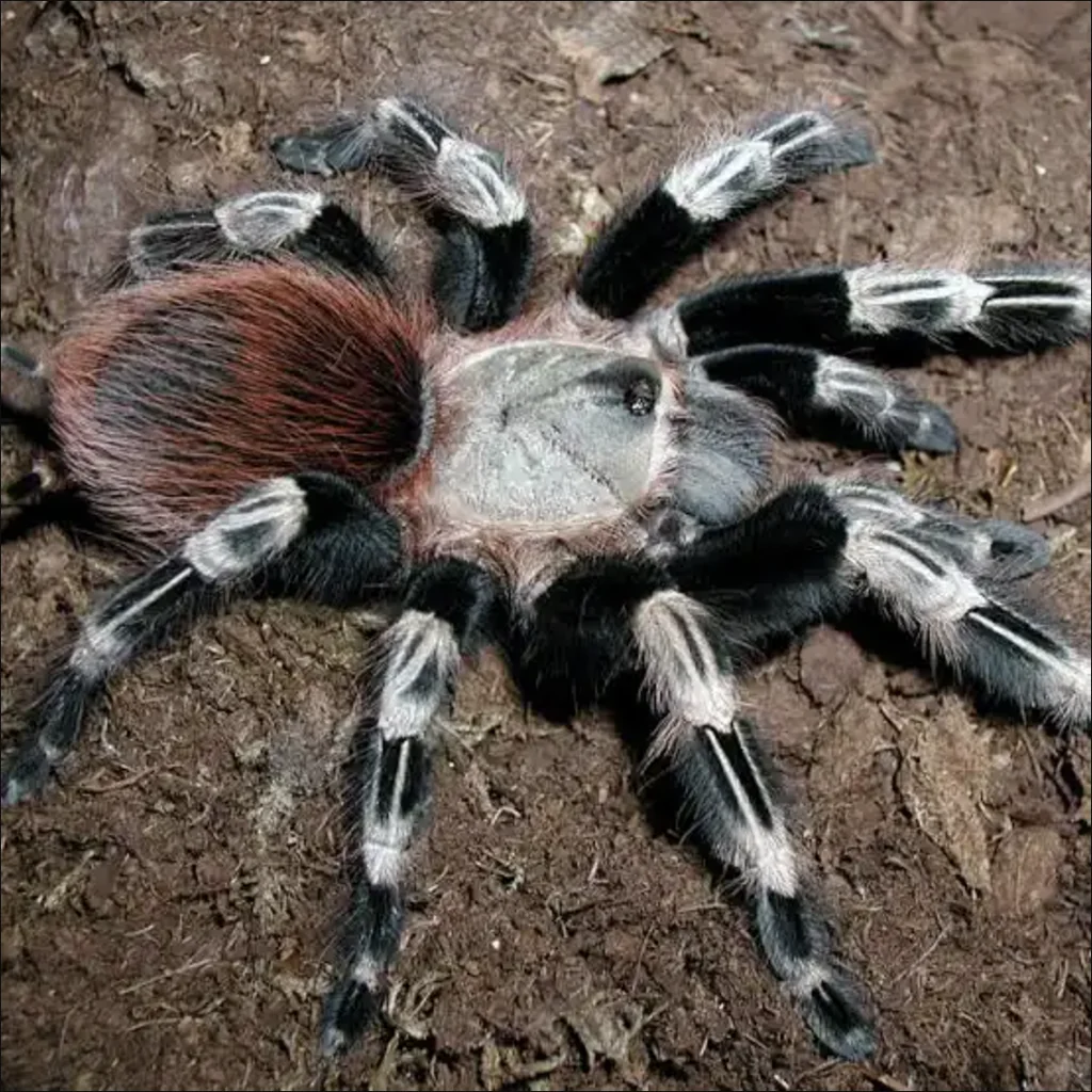 Brazilian Red and White Tarantula Brazilian Red and White Tarantula
