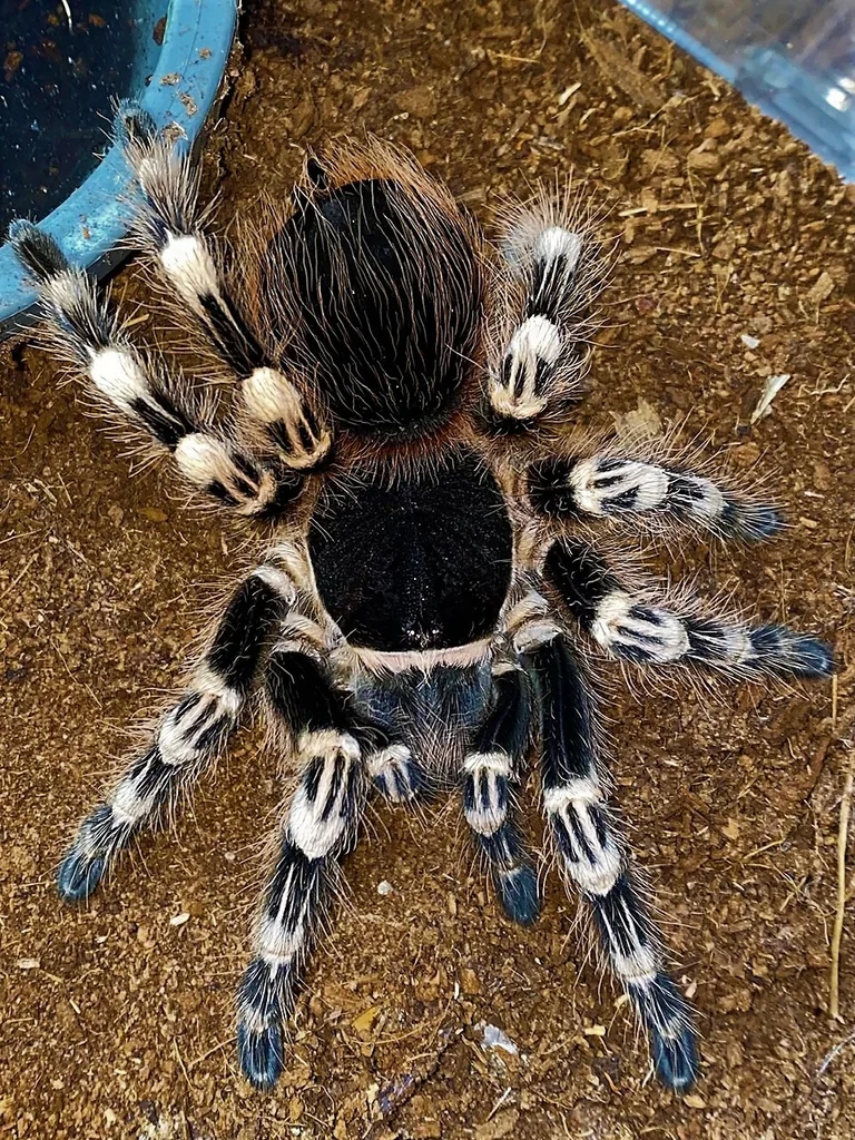 Brazilian Whiteknee Tarantula (Acanthoscurria Geniculata)