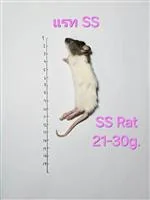 Rat 1.SS(21-30g) 10/Pack Rat 1.SS(21-30g) 10/Pack