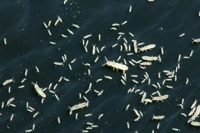 Springtails Springtails