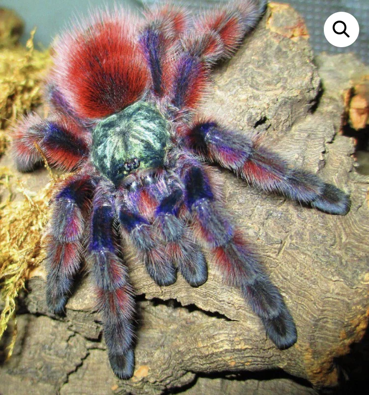 Caribena Versicolor Tarantula Caribena Versicolor Tarantula